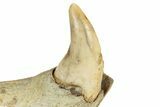 Fossil Cave Bear (Ursus spelaeus) Lower Jaw - Romania #243214-7